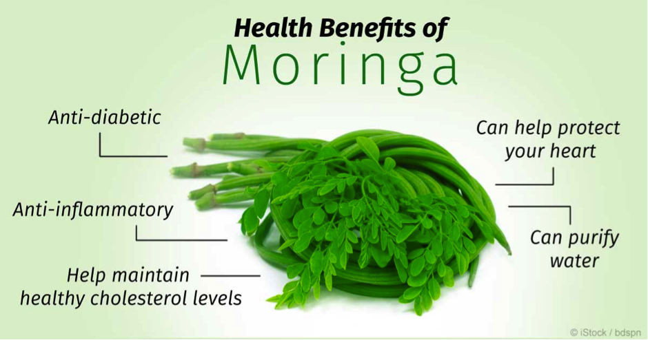 Moringa – The Miracle Tree